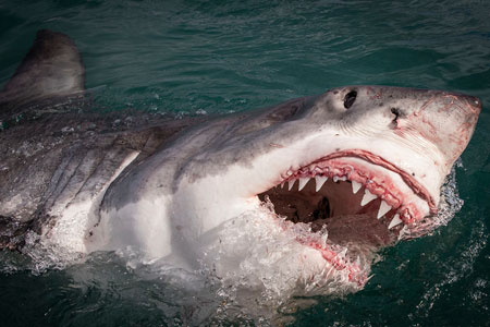 Great White Sharks of Baja Mexico : The Underwater World of Great White Sharks