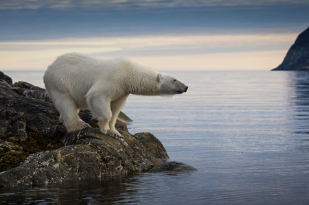 Arctic Dreams : Realm of the Polar Bear and the Land of the Midnight Sun