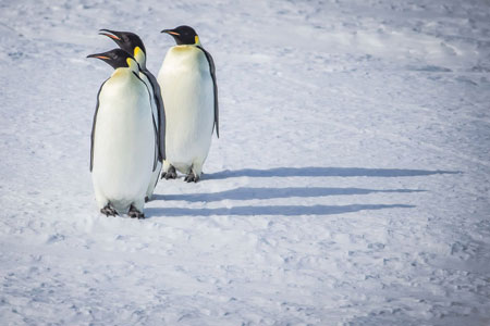 Emperor Penguins and the Antarctica Peninsula : A Special Voyage to The Remote World of the Emperor Penguins of Snow Hill Island 