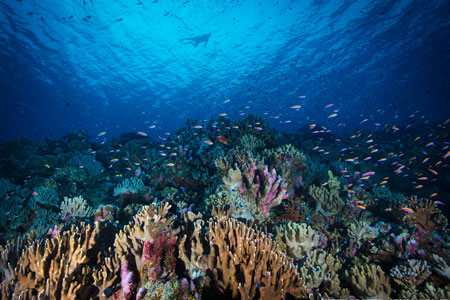 Palau : The Tropical Ocean Paradise of Remote Oceania