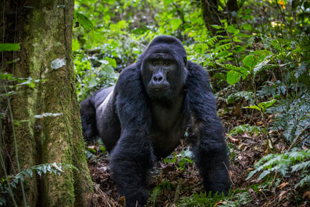 Uganda : Full Immersion into the World of Mountain Gorillas and Wild Chimpanzees