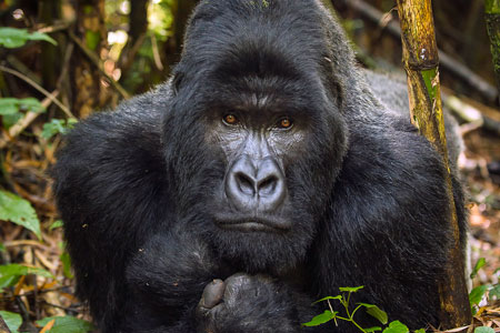 Uganda : Full Immersion into the World of Mountain Gorillas and Wild Chimpanzees 