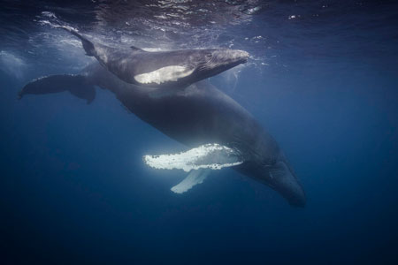 Antarctica: The Quest for Whales, Wildlife, and Landscapes in the Southern Ocean