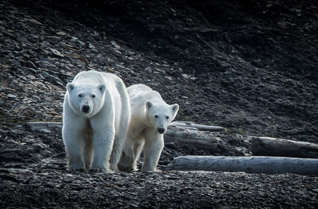 mother polar bear