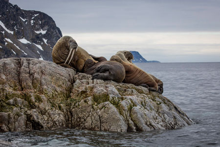 Franz Josef Land : Secrets of the Russian Arctic